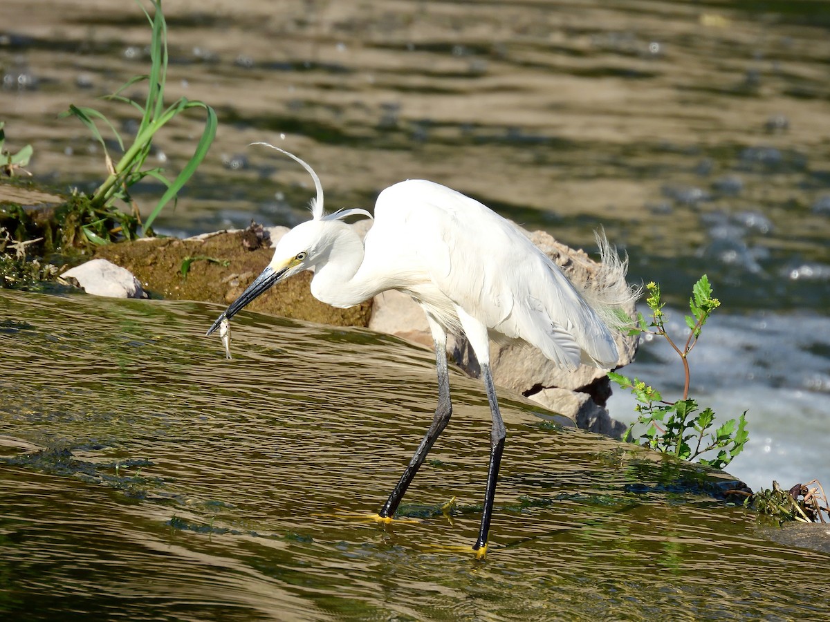 Little Egret - Yawei Zhang