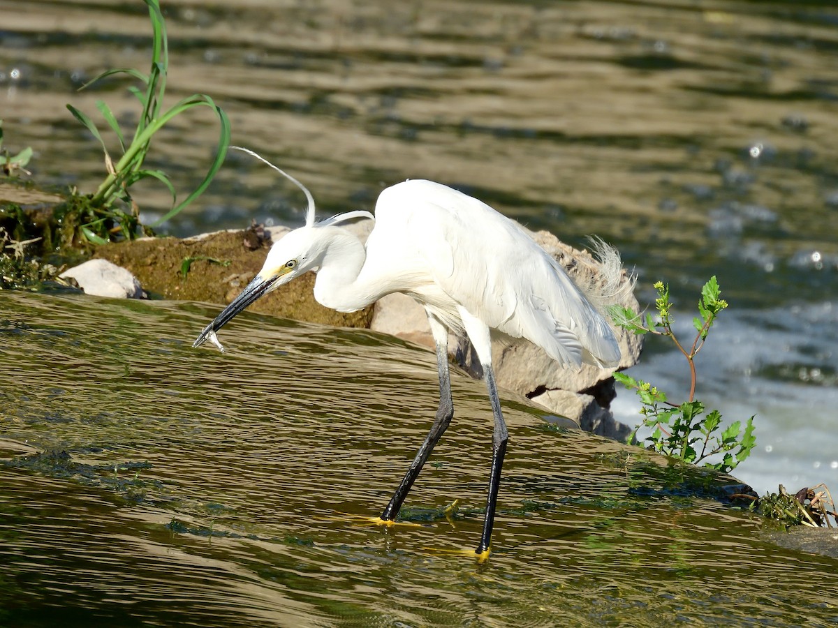 Little Egret - Yawei Zhang