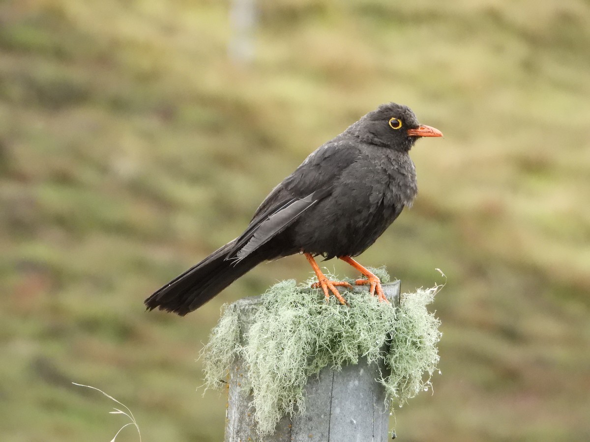 Great Thrush - Jessy Lopez Herra