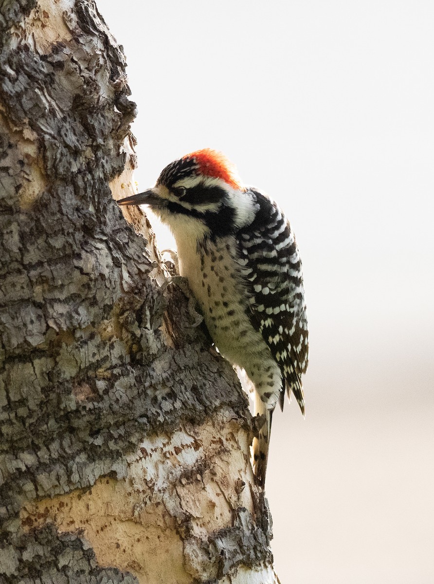 Nuttall's Woodpecker - ML591180171