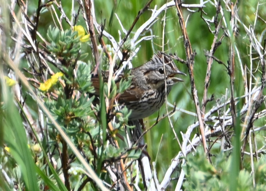 Lincoln's Sparrow - ML591180511