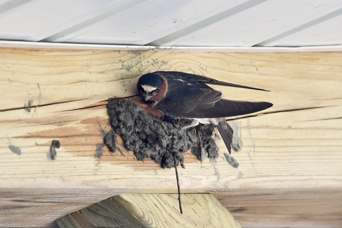 Cliff Swallow - ML591183081