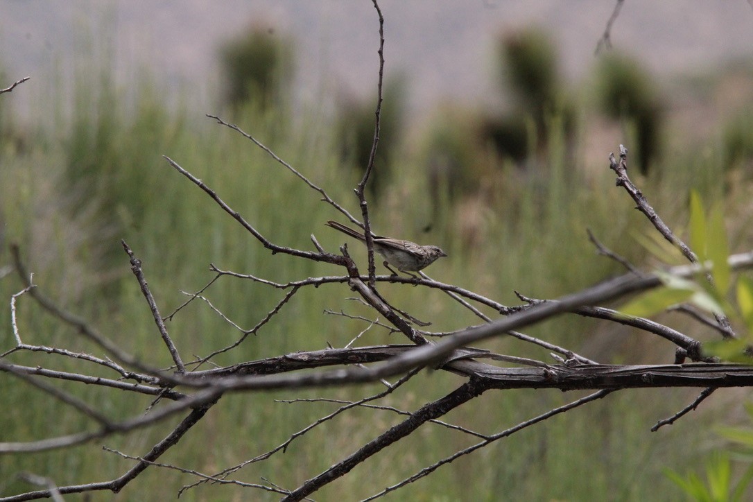 Bell's Sparrow - ML591183301