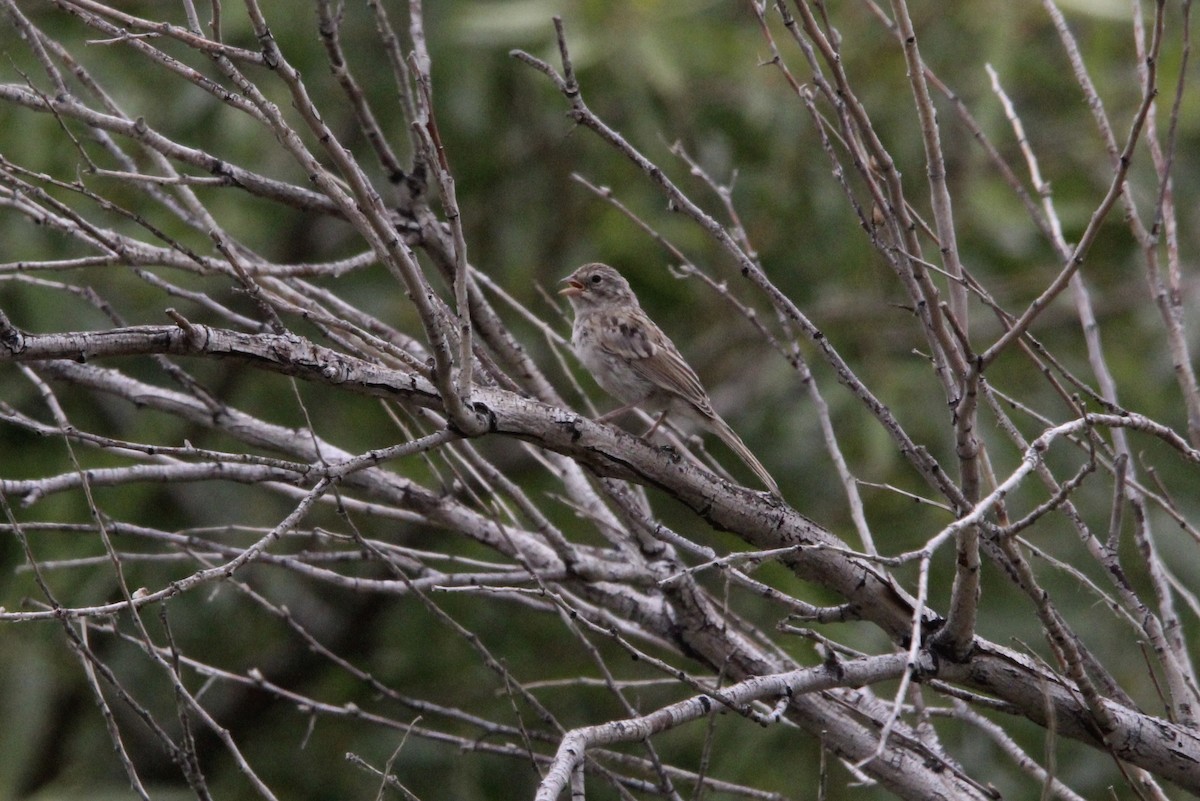 Brewer's Sparrow - ML591183641