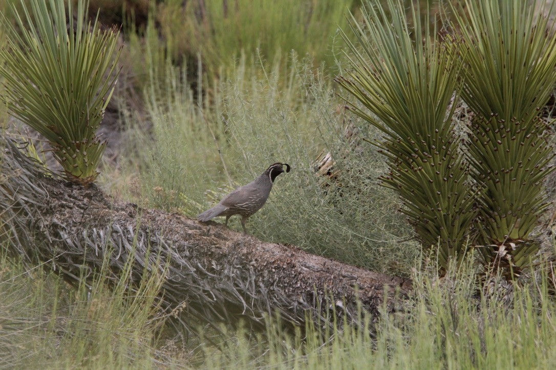 California Quail - ML591183751