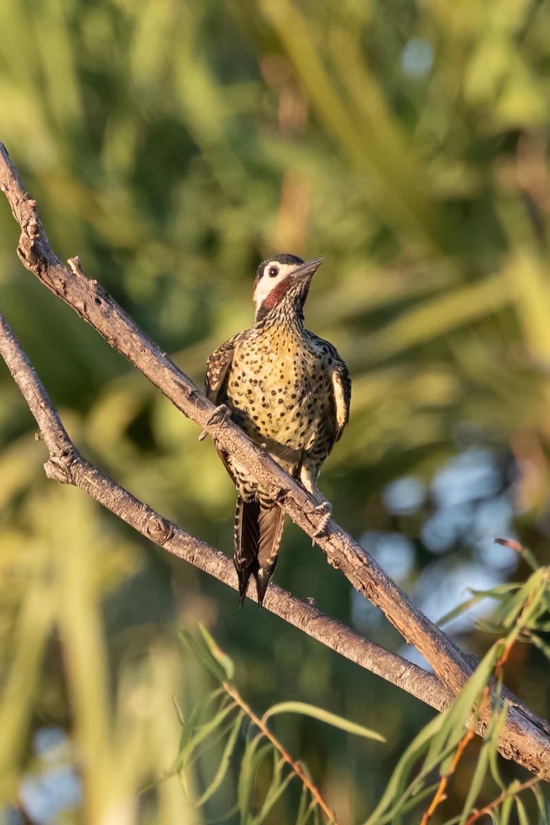 Green-barred Woodpecker - Jodi Boe