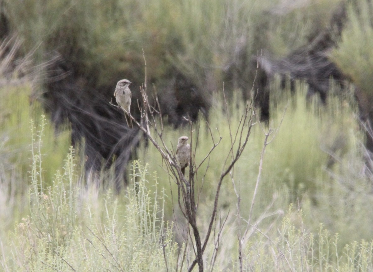 Bell's Sparrow - ML591183891