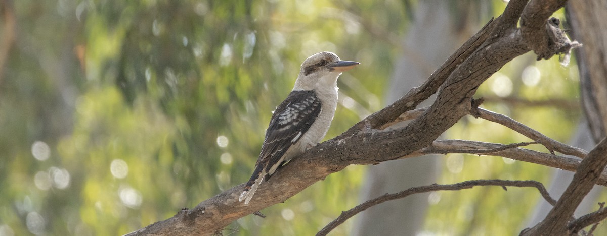 latterkokaburra - ML591184001