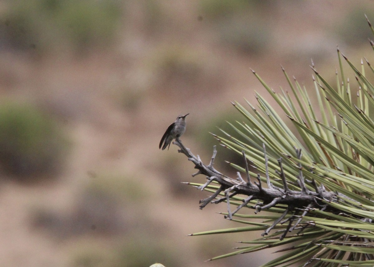 Colibrí de Costa - ML591184041