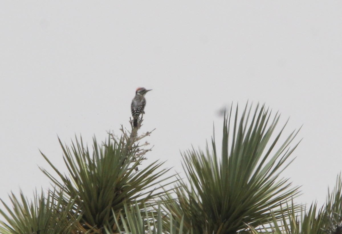 Ladder-backed Woodpecker - ML591184111