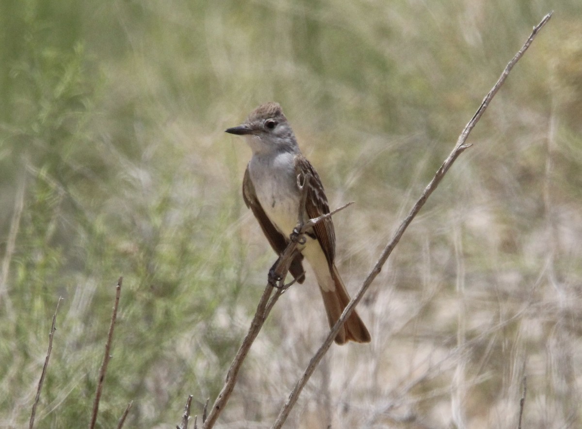 Ash-throated Flycatcher - ML591184231