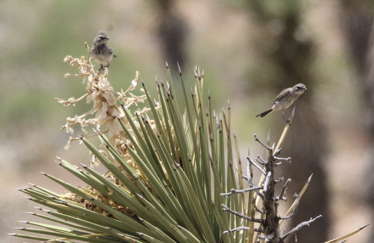 Black-throated Sparrow - Keith Maley