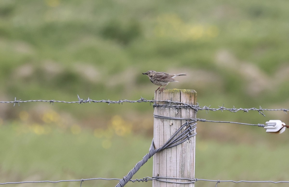 Meadow Pipit - Anne Bielamowicz