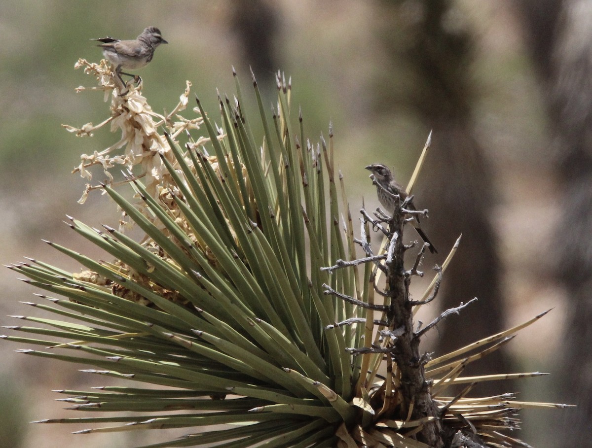 Black-throated Sparrow - ML591184831