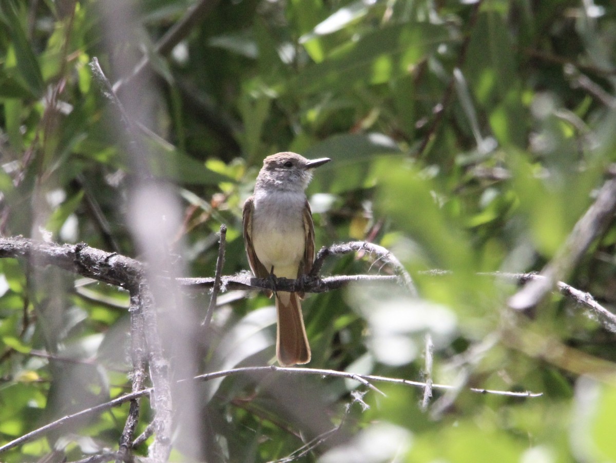 Ash-throated Flycatcher - Keith Maley