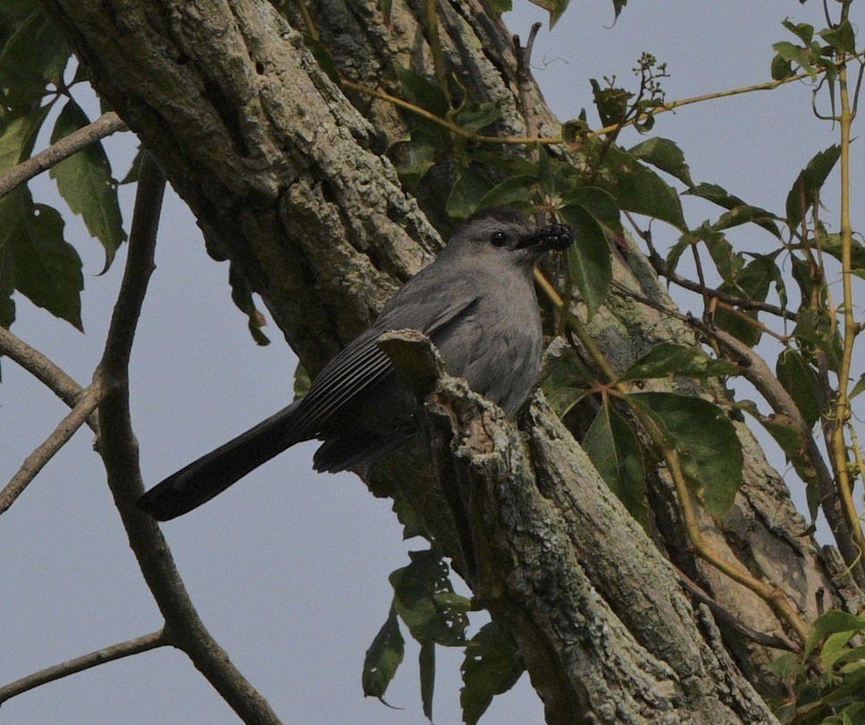 Gray Catbird - ML591185321
