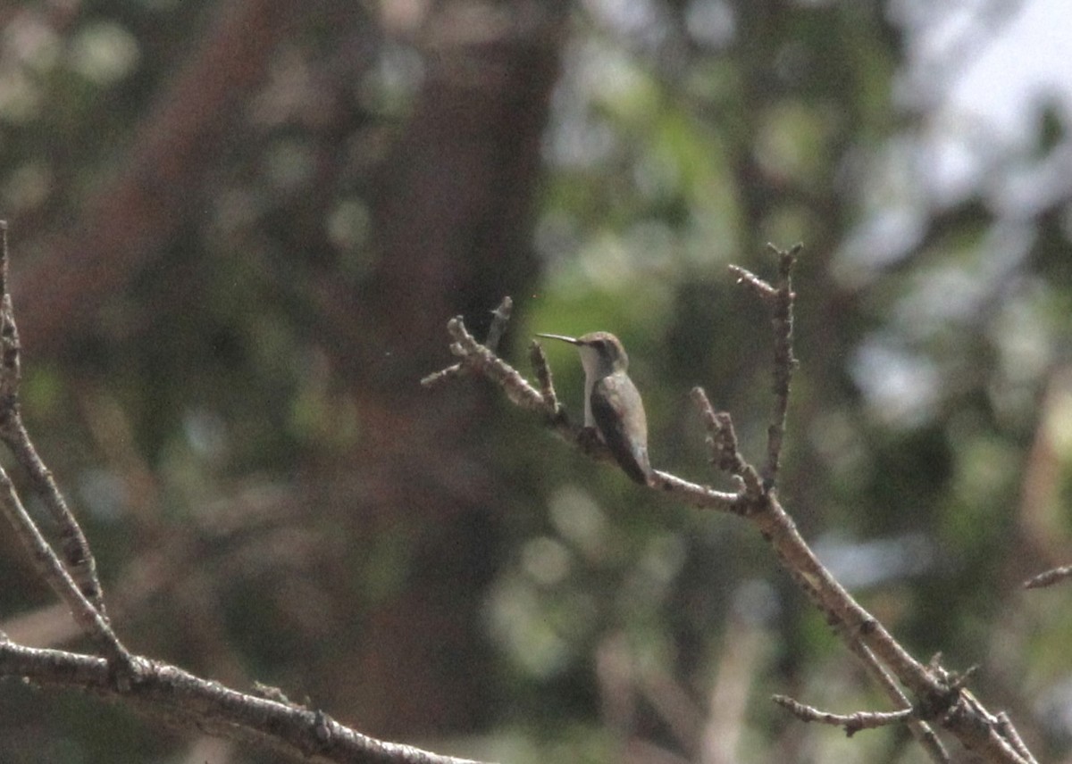 tanımsız Trochilidae sp. - ML591185581