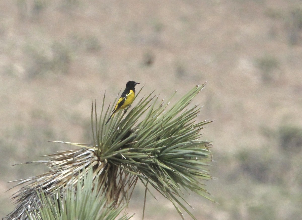 Scott's Oriole - ML591185891