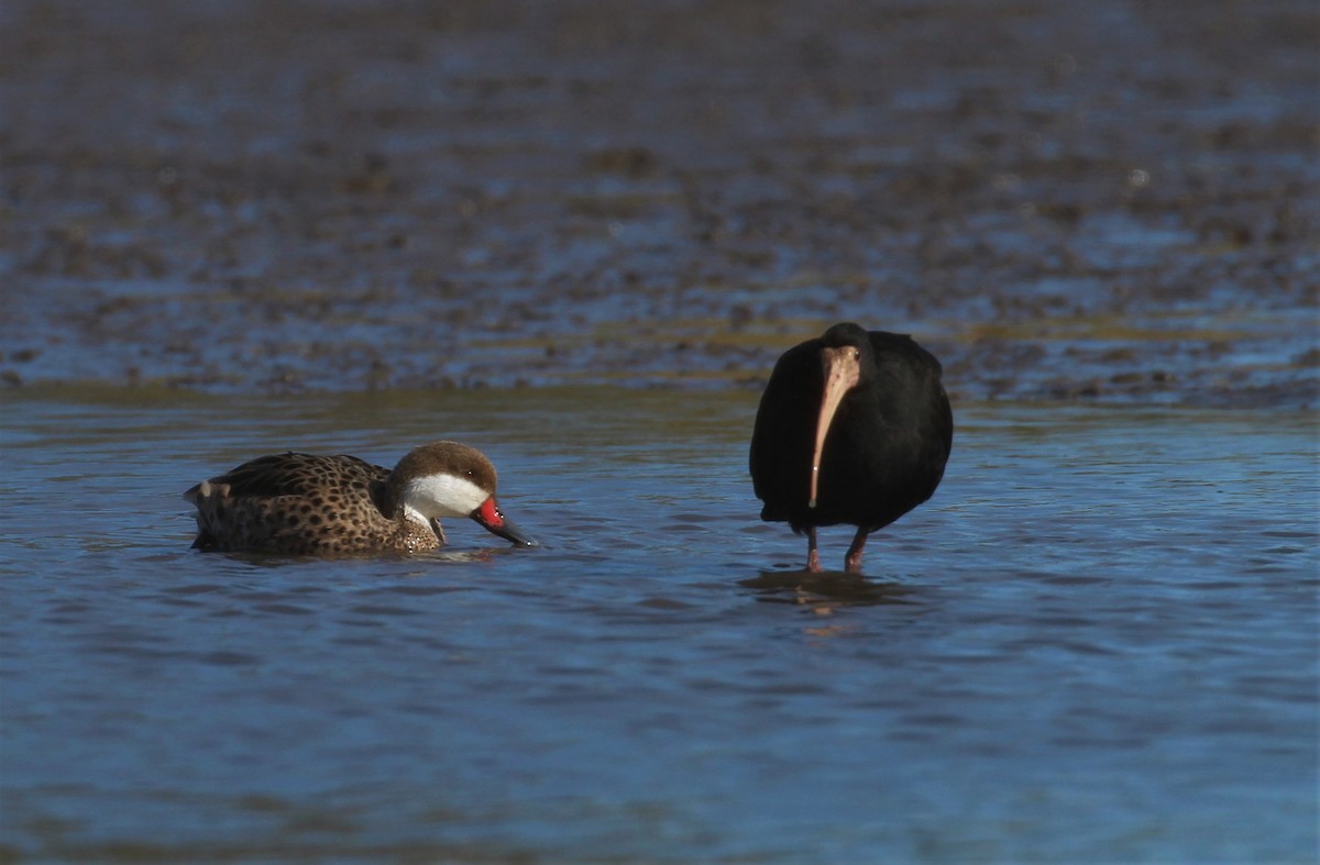 White-cheeked Pintail - Gustavo Fernandez Pin