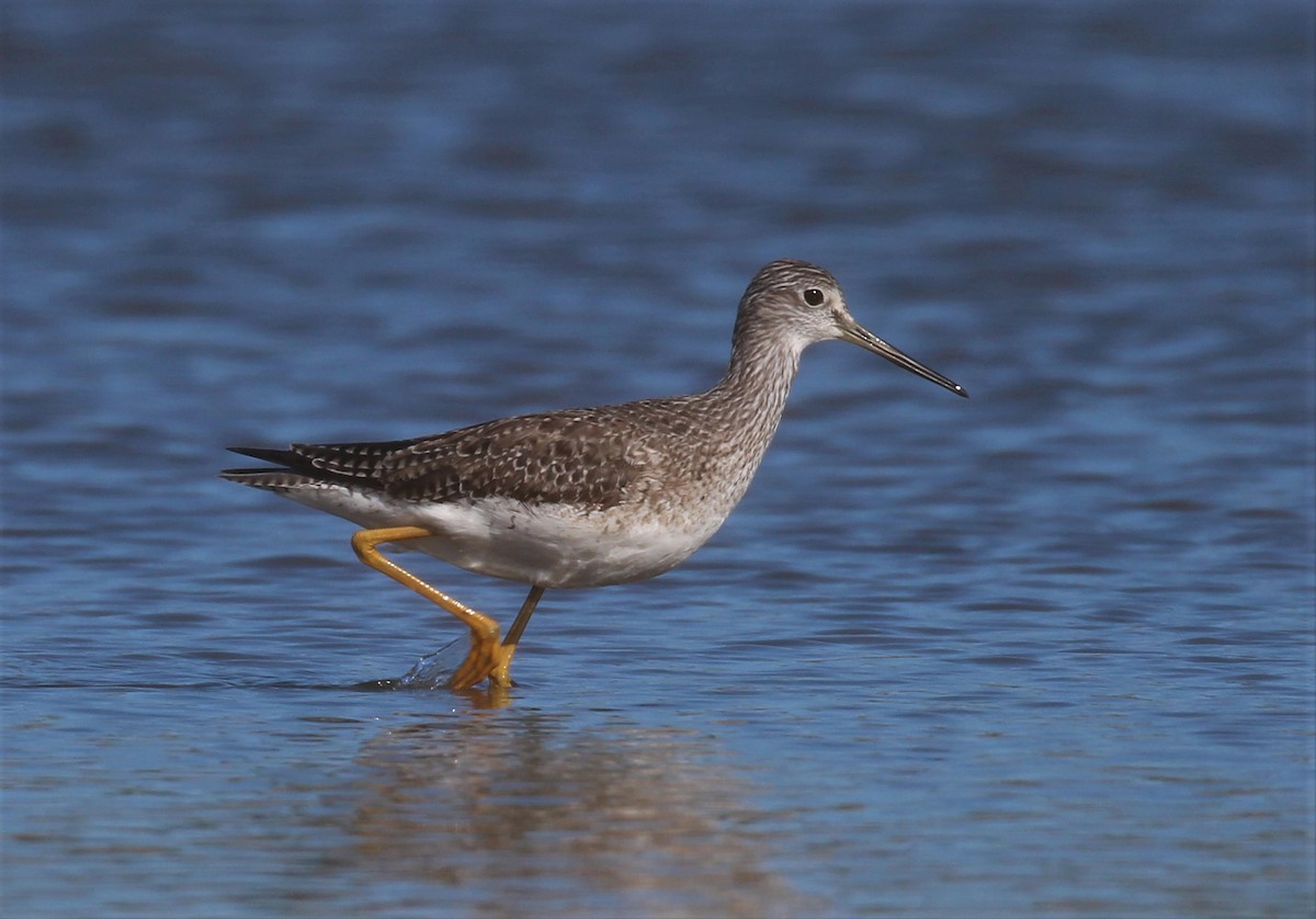 Greater Yellowlegs - Gustavo Fernandez Pin