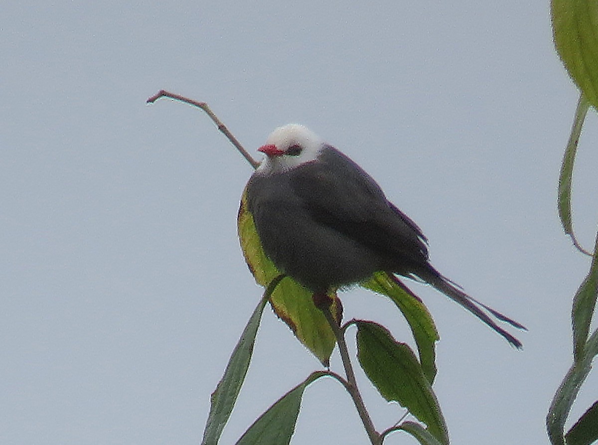 White-headed Bulbul - ML591187061