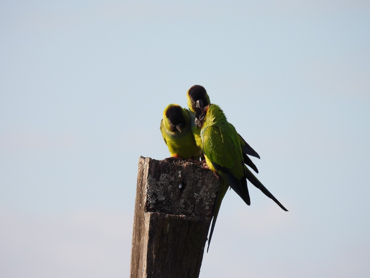 Nanday Parakeet - ML591187341