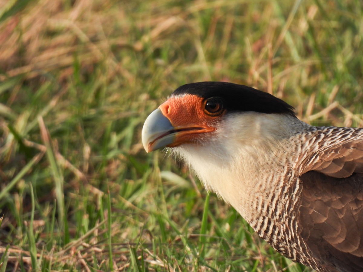 Crested Caracara - ML591187391