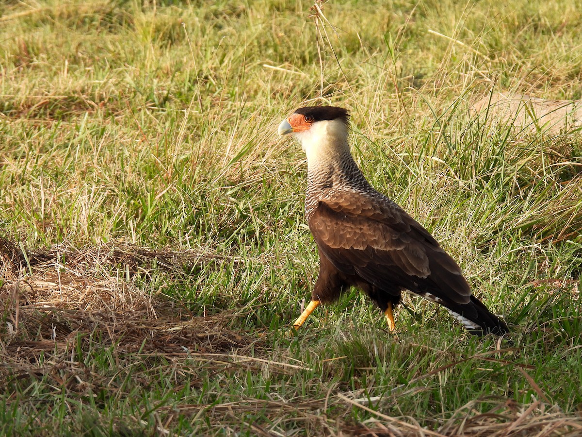 Caracara Carancho - ML591187401