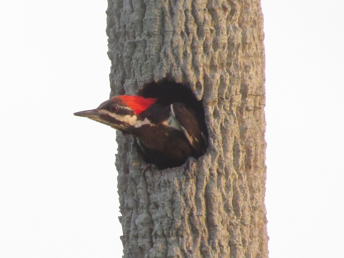 Pileated Woodpecker - ML591187491