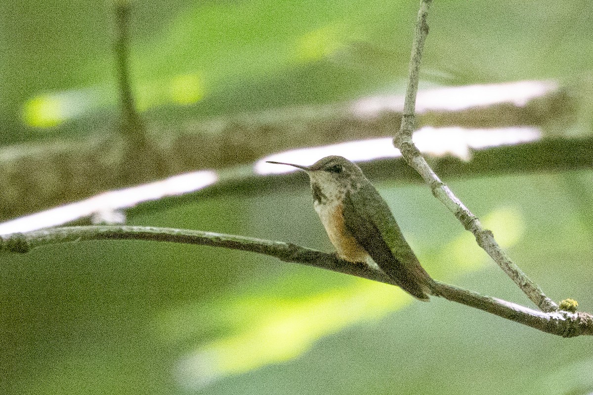 Rufous Hummingbird - ML591188561