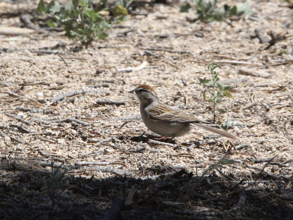 Chipping Sparrow - ML591188581