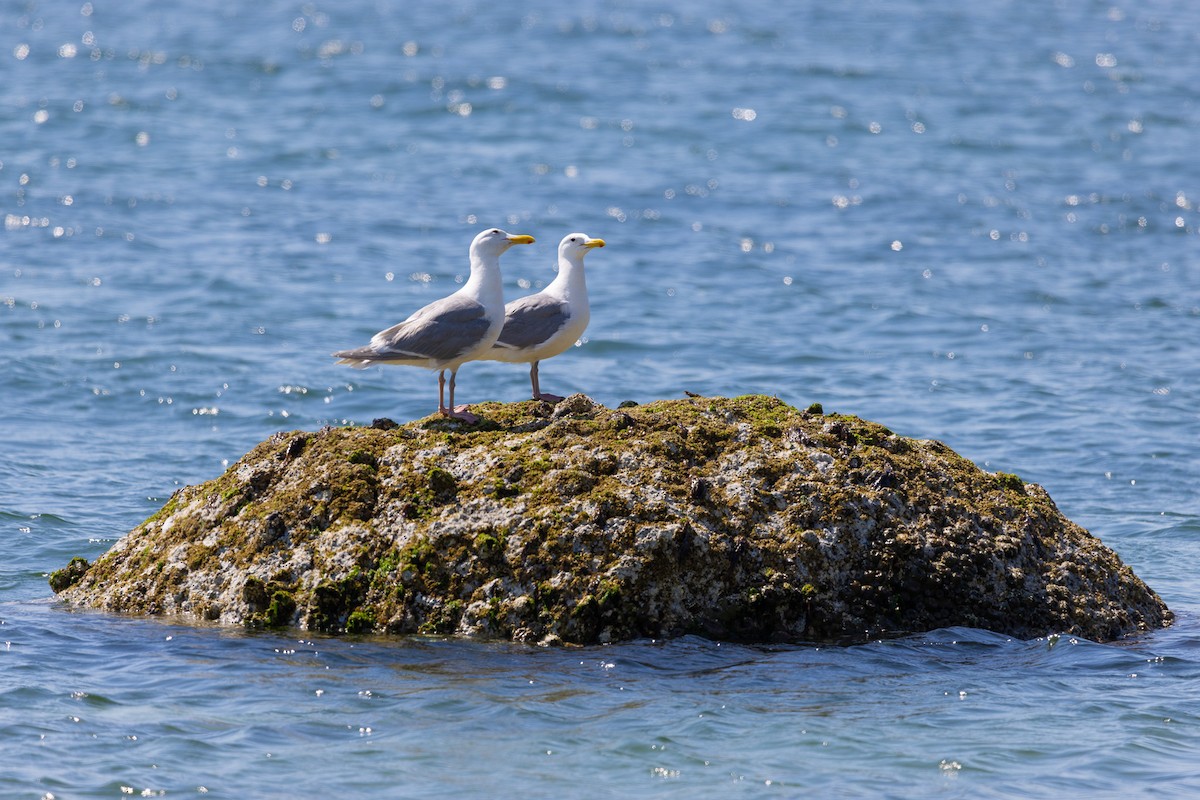 Glaucous-winged Gull - ML591188591