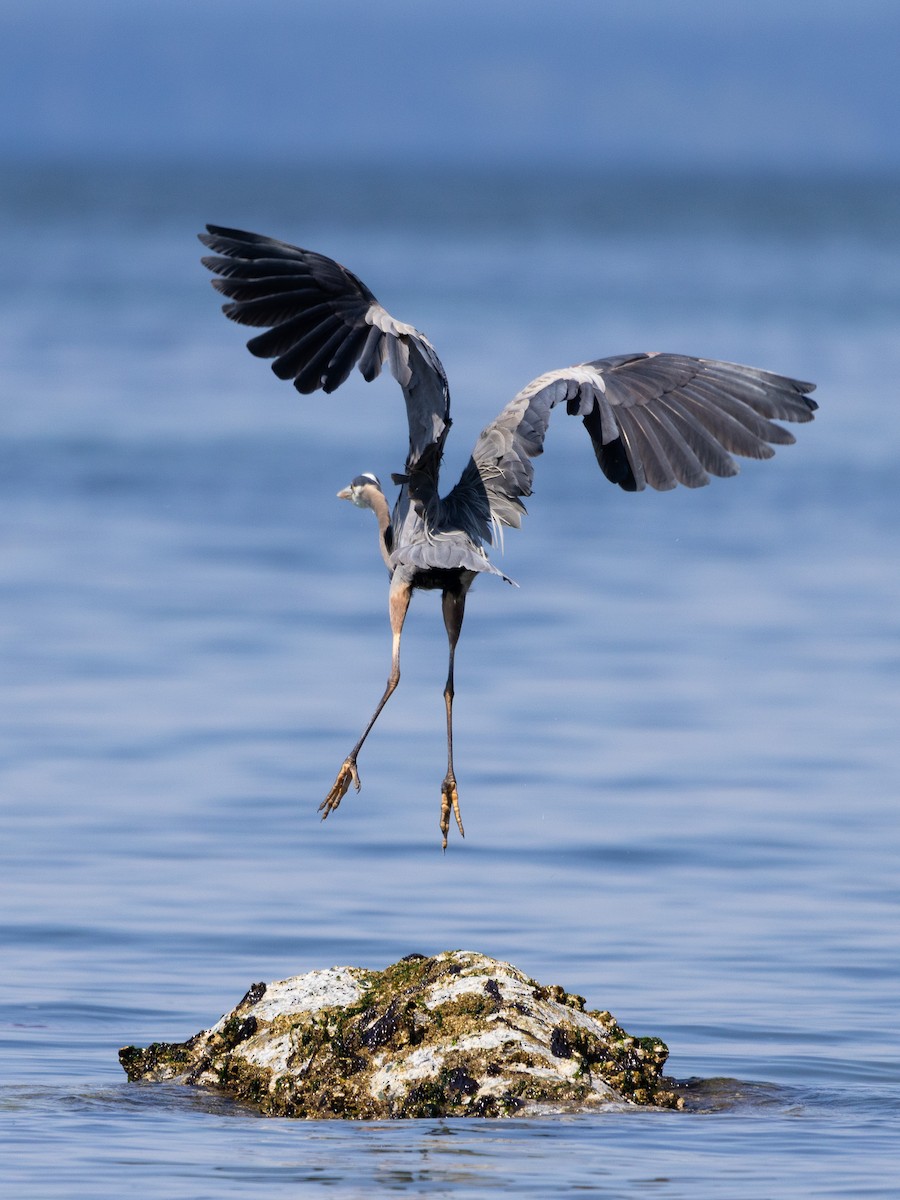 Great Blue Heron - ML591188641