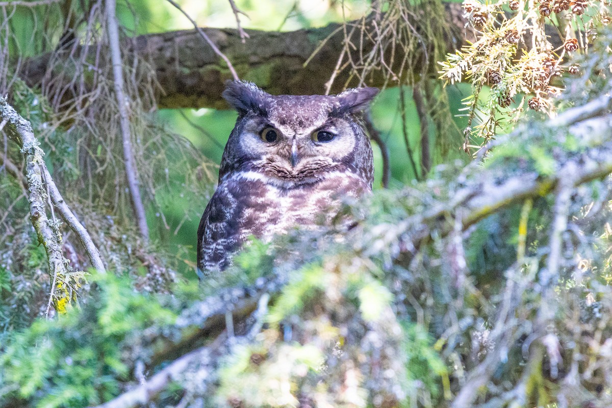 Great Horned Owl - ML591188661