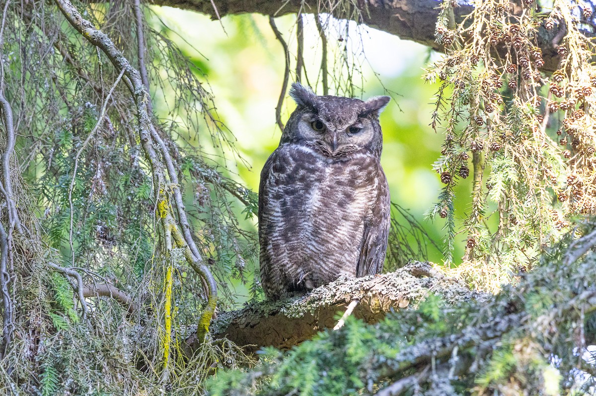 Great Horned Owl - ML591188671