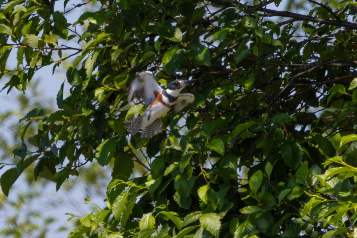 Belted Kingfisher - ML591188681