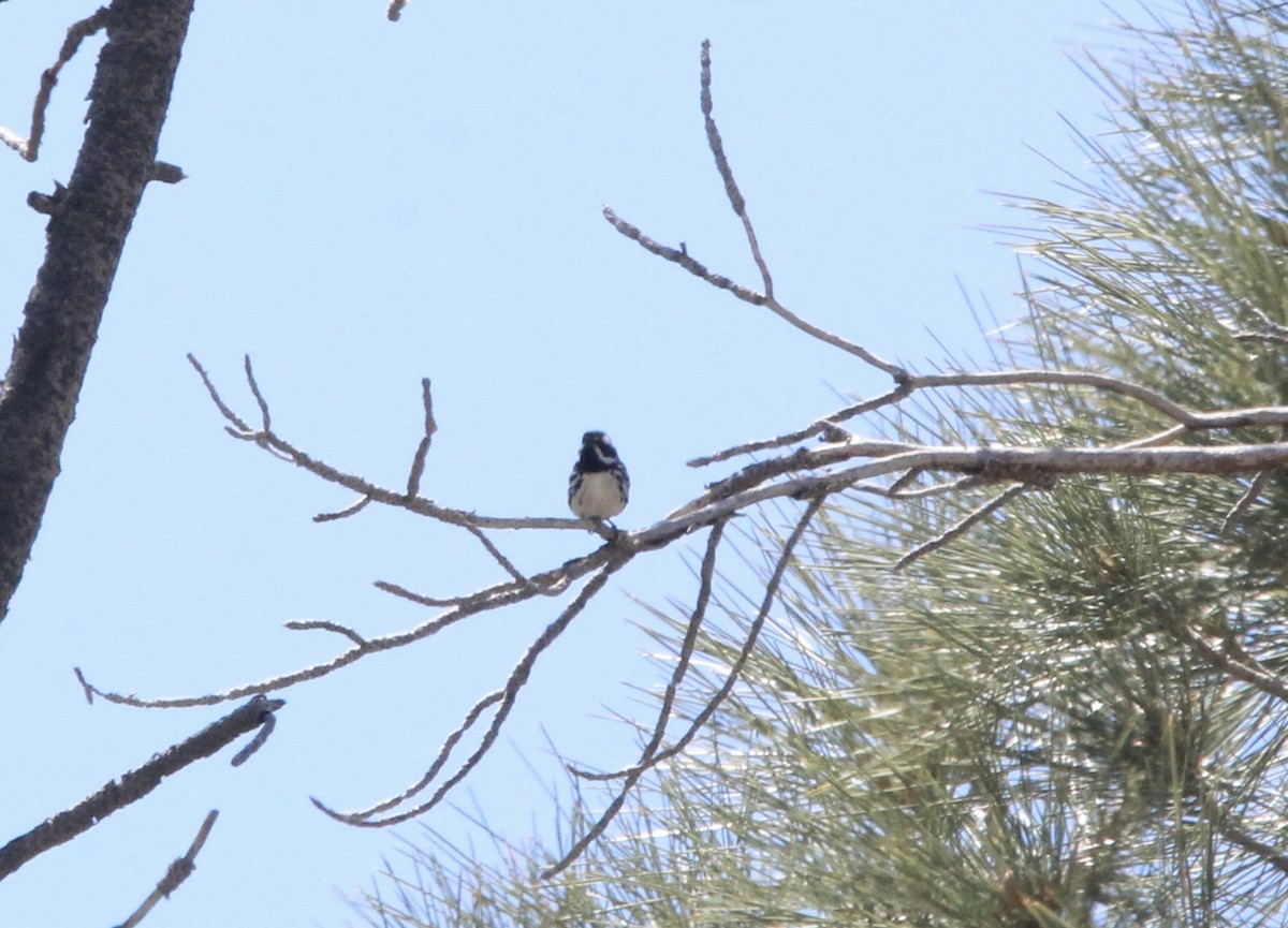 Black-throated Gray Warbler - ML591188721