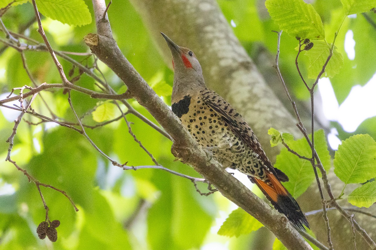 Northern Flicker - ML591188761