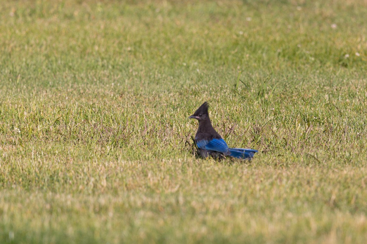 Steller's Jay - ML591188781