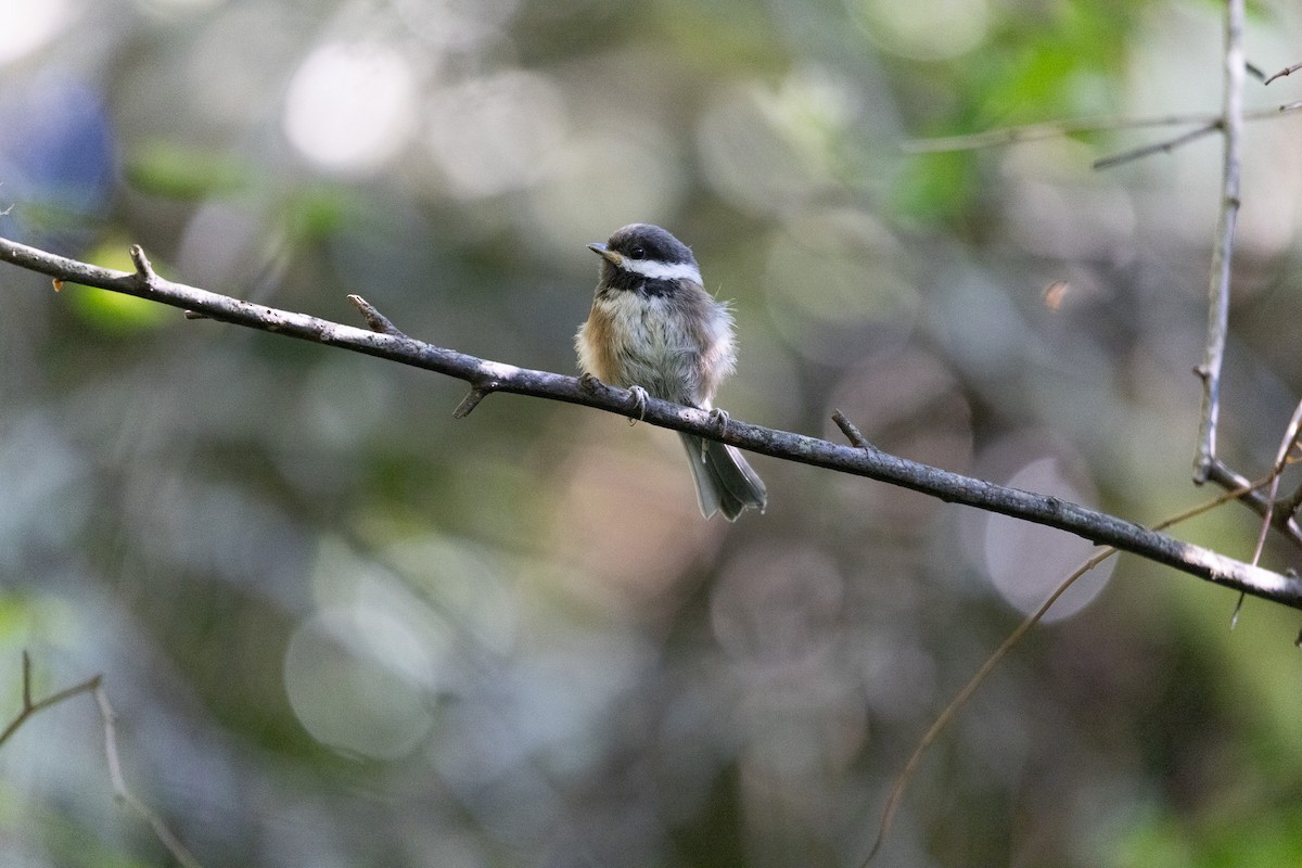 Chestnut-backed Chickadee - ML591188821