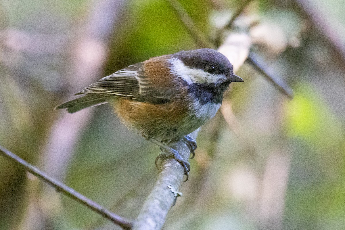 Chestnut-backed Chickadee - ML591188831