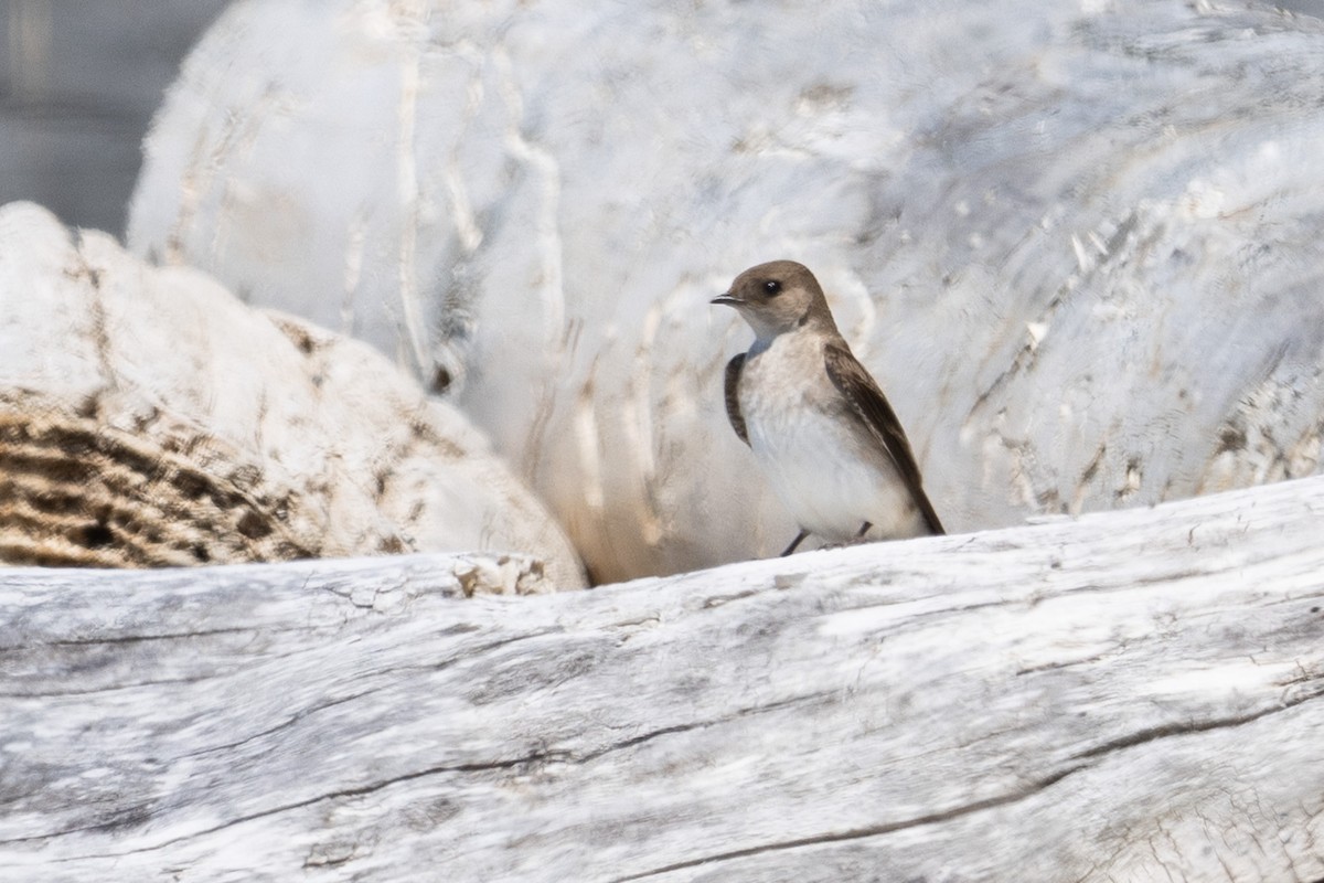 Northern Rough-winged Swallow - ML591188881