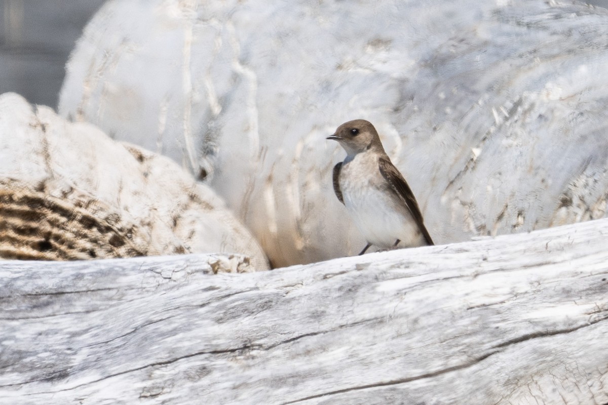 Golondrina Aserrada - ML591188881