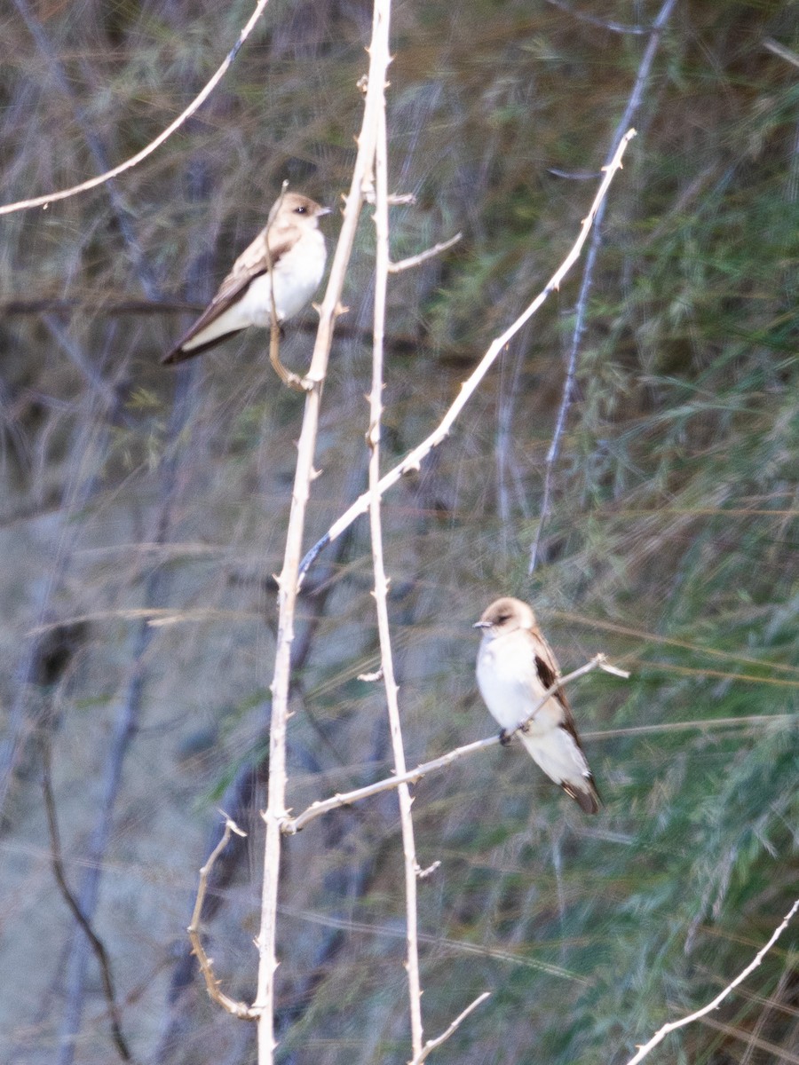 Northern Rough-winged Swallow - ML591188891