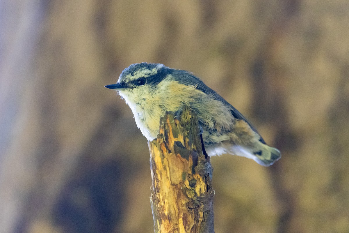 Red-breasted Nuthatch - ML591188921