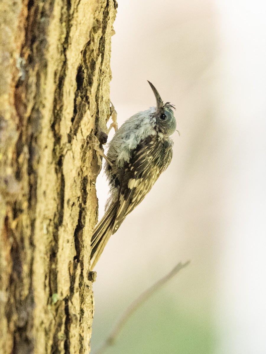 Brown Creeper - ML591188971