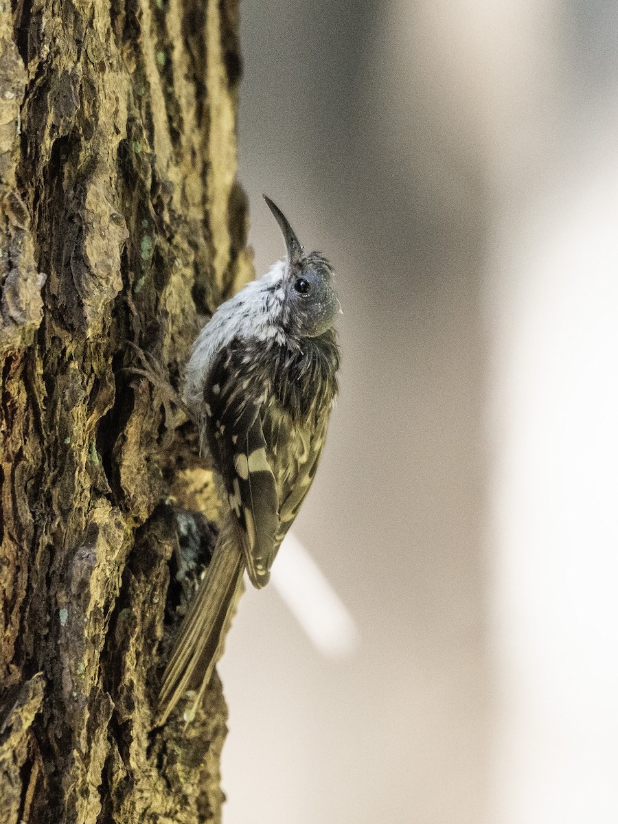 Brown Creeper - ML591188991