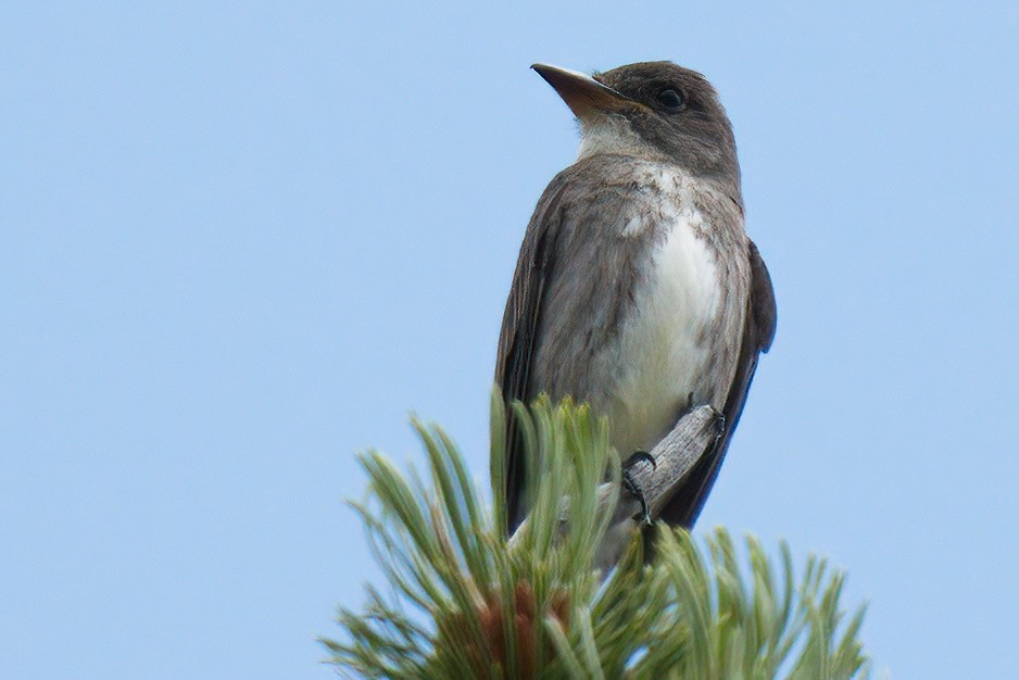 Olive-sided Flycatcher - ML591189011