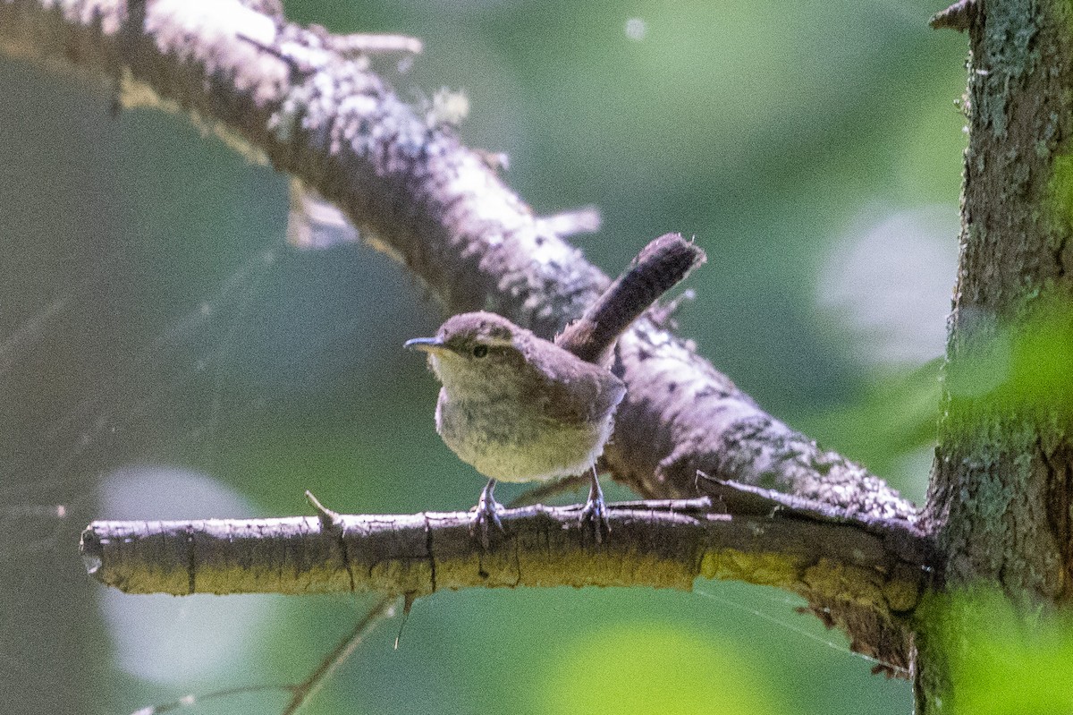 Bewick's Wren - ML591189031