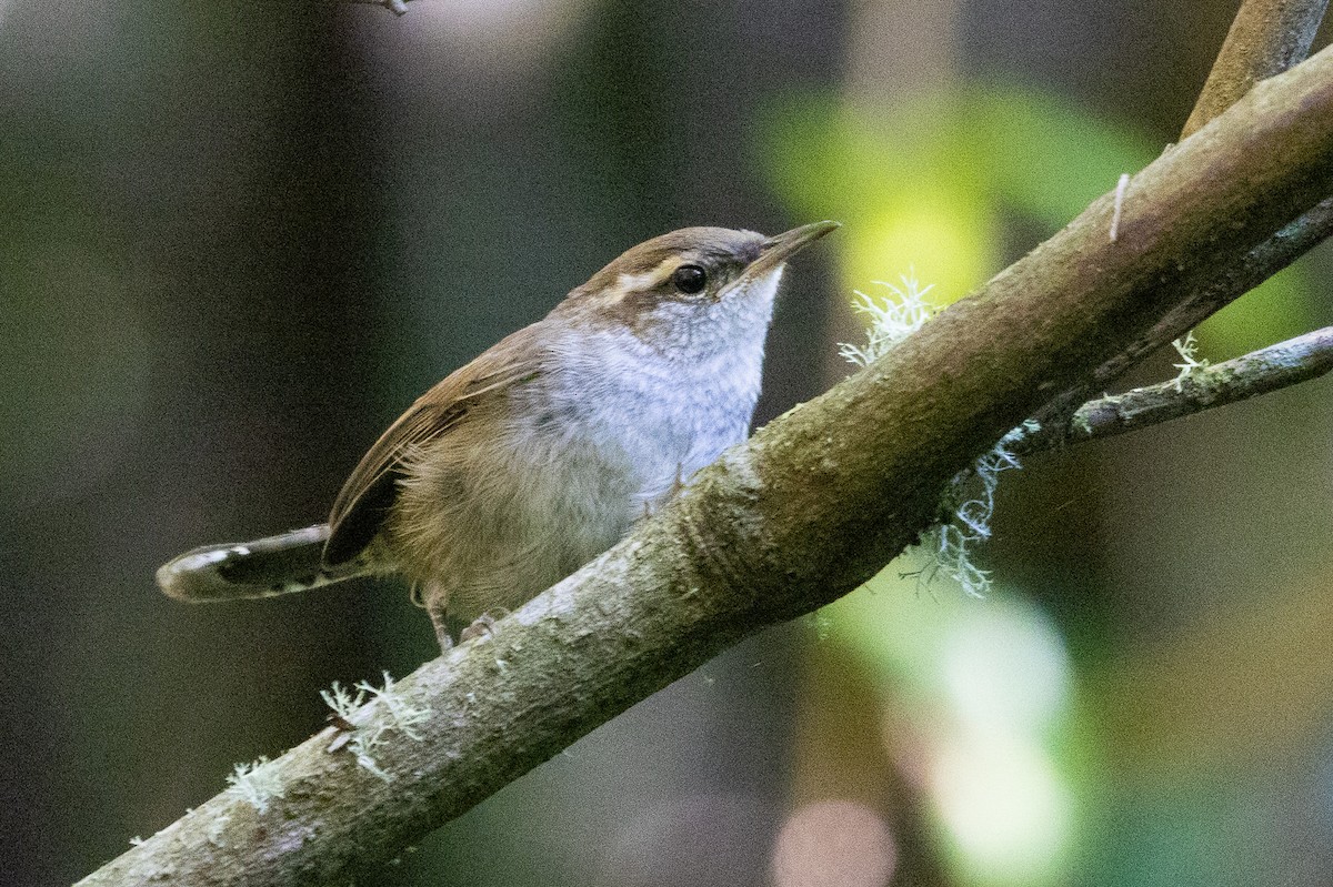 Bewick's Wren - D Gamelin